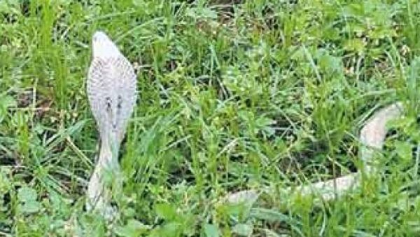 శ్వేతనాగు దర్శనం: శివరాత్రి రోజే అద్భుతం.. ప్రత్యేక పూజలు