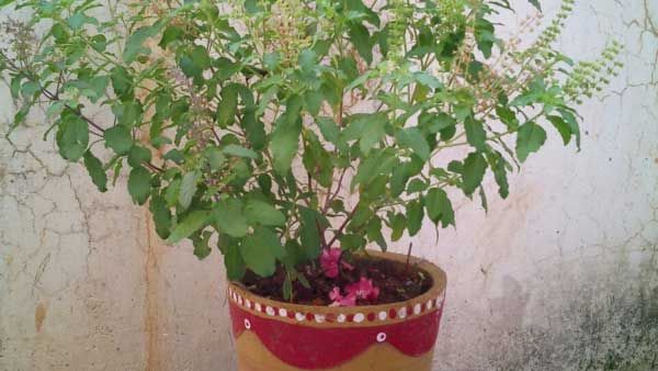 తులసిలో మార్పులు... వాటి అర్థం తెలుసుకుందాం...
