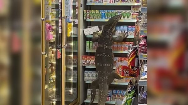 viral video: గాడ్జిల్లా అనుకొని గజ్జున వణికారు -సూపర్‌ మార్కెట్‌లో భారీ బల్లి కలకలం