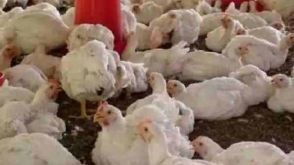 కొండెక్కిన కోడి.. చికెన్ ధరలకు రెక్కలు... కిలో రూ.300 వరకు...