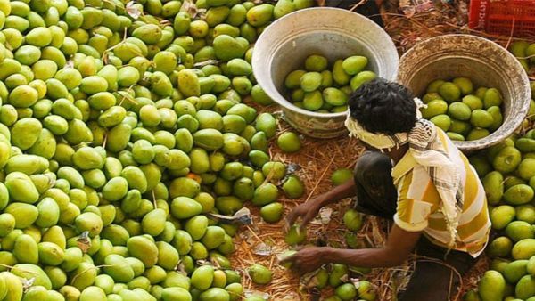 జగిత్యాలలో మామిడి మార్కెట్.. కొల్హాపూర్ మార్కెట్‌కు మరిన్ని వసతులు: నిరంజన్ రెడ్డి