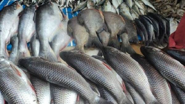 కోవిడ్‌ మృతదేహాల దెబ్బ-యూపీ, ఎంపీ నదుల్లో చేపలకు కోల్‌కతాలో తగ్గిన గిరాకీ