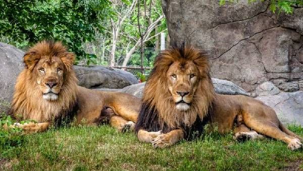 షాకింగ్:Hyderabad Zoo Parkలో పానిక్ -8సింహాలకు Covid పాజిటివ్ -దేశంలో తొలిసారి -మనుషుల నుంచే సోకిందా