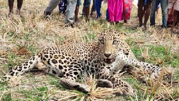 కోయిలకొండలో కదల్లేని స్థితిలో చిరుతపులి కలకలం: బర్రెల ప్రతి దాడిలో గాయలు