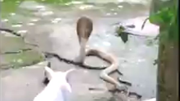 శభాష్ చిన్ను: నాగుపాముకు అడ్డుగా నిలిచి, ఫ్యామిలీని కాపాడిన పిల్లి..