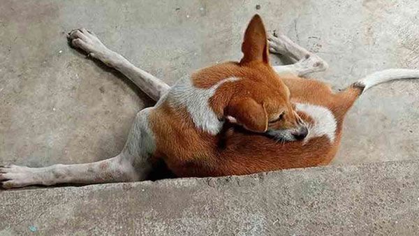 కామాంధుడి నుండి బాలికను కాపాడిన కుక్క .. విశ్వాసం అంటే ఇదే మరి !!