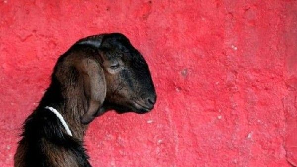 షాకింగ్: మేకపై సామూహిక అత్యాచారం -ప్రధాని గారూ.. మూగ జీవాలకూ బురఖా వేస్తారా?