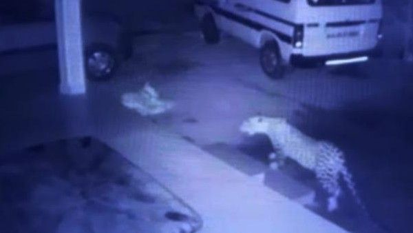 చిరుత నోటి నుంచి తప్పించుకున్న టామీ, బతుకుజీవుడా అంటూ పరుగు..