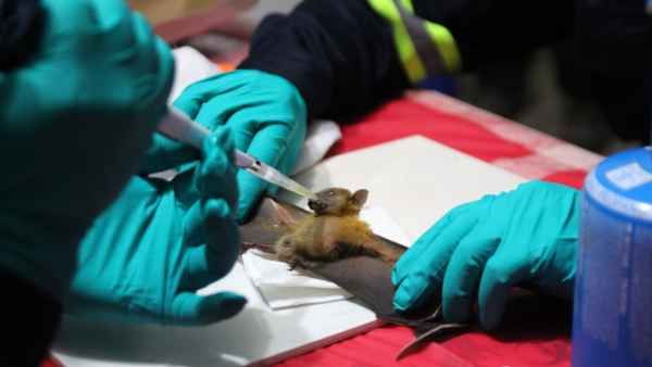 ఇప్పుడే కాదు.. 15 వేల ఏళ్ల క్రితం వైరస్: చైనాలో