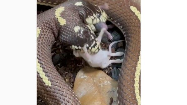 Viral Video : ఇంటర్నెట్‌ను షేక్ చేస్తున్న రెండు తలల పాము వీడియో