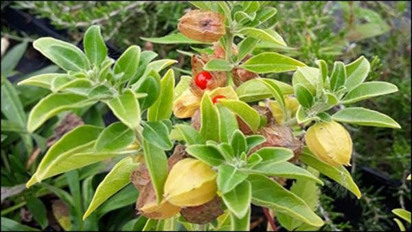 'అశ్వగంధ' కోవిడ్‌ను నయం చేయగలదా-యూకెతో భారత్‌ క్లినికల్ ట్రయల్స్-సక్సెస్ అయితే మరో ముందడుగు పడినట్లే