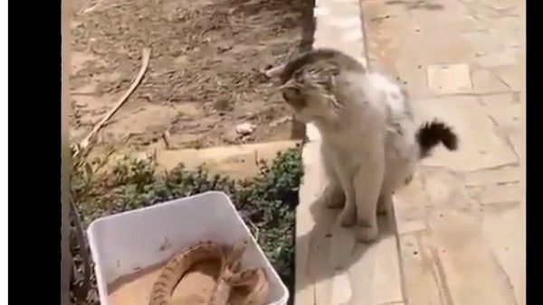 వావ్.. పాము బరి నుంచి తృటిలో ఎస్కేప్, ఏం చాకచక్యం..