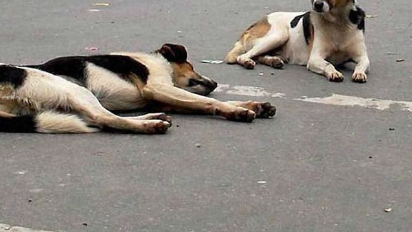 Shock: కుక్కను చంపడానికి తుపాకి, బుల్లెట్, తీగలాగితే డొంక కదిలింది, వేల కేజీల పేలుడు పదార్థాలు !