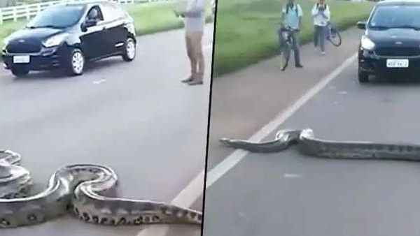 వావ్.. రోడ్డుపై అనకొండ.. పాకుతూ వెళ్లిన 10 అడుగుల పెద్ద పాము