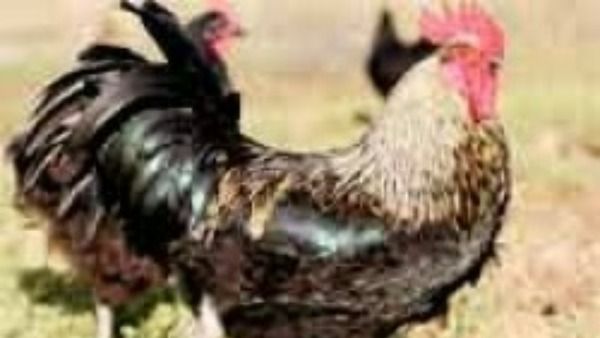 Strange Rooster : గుడ్లు పెట్టిన కోడిపుంజు... చిత్తూరు జిల్లాలో వింత ఘటన....