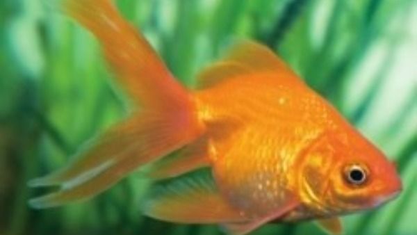 ఆ చేపలు తింటే అంతే-సైనేడ్ కన్నా 1500రెట్లు ప్రాణాంతకం-సంచలన విషయాలు వెల్లడించిన సైంటిస్టులు