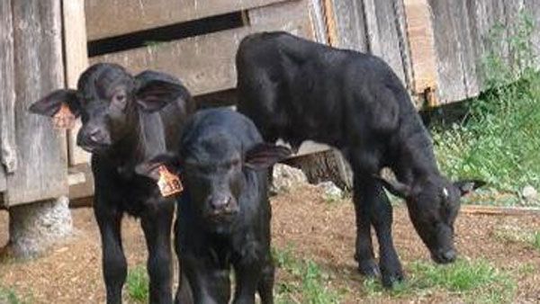 వికారాబాద్‌లో వింత... రెండు తలలతో జన్మించిన దూడ... చూసేందుకు క్యూ కడుతున్న జనం...