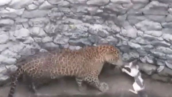 Viral Video: నీ పెతాపమో..నా పెతాపమో: పులి-పిల్లి ఫేస్ టు ఫేస్: తగ్గేదే లే