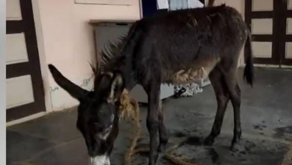 ఏపీ రాజధానిలో ఆ గ్రామ కార్యాలయంలో గాడిదని కట్టేసి వినూత్న నిరసన .. అసలు మ్యాటర్ ఏంటంటే !!