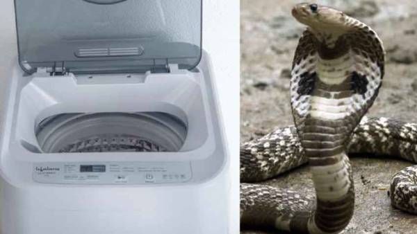 బుష్.. బుష్: వాషింగ్ మిషన్‌లో నాగరాజు.. ఎగిరి గంతేసిన వివాహిత