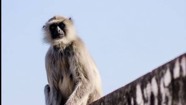 వామ్మో.. రాజు ఏం పని ఇదీ.. చూడడానికే కోతి కానీ.. మందు తాగడం ఏంటీ.. చేజేతులా