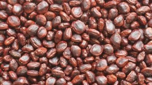 వంటిల్లే ఆయుర్వేద ఆసుపత్రి: చింతగింజల వల్ల కలిగే ప్రయోజనాలు తెలిస్తే..ఆ పని చేయరు