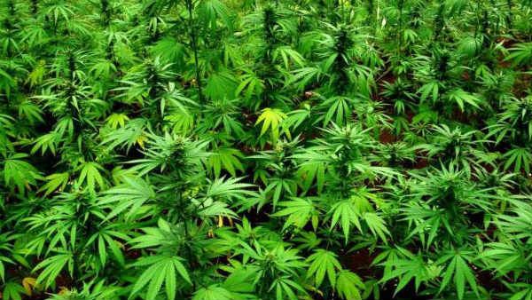 గంజాయి ధ్వంసానికి ఆపరేషన్ పరివర్తన్; అయినా ఏపీలో ఆగని దందా; పట్టుబడుతున్న గంజాయి!!