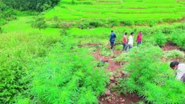 గంజాయి సాగు చేస్తే తప్పేంటి? ఏపీ గంజాయి సాగు ధ్వంసం చేస్తున్న అధికారులపై గిరిజనుల తిరుగుబాటు !!