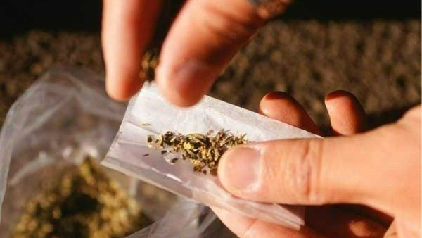 పాడేరు టూ తమిళనాడు: ఆగని దందా; బంగాళాదుంపల మాటున 790 కిలోల గంజాయి