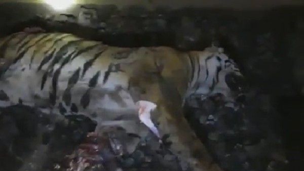 రైలు ఢీకొని పెద్దపులి మృత్యువాత-నల్లమల నుంచి బయటికొచ్చి-అనుమానాస్పద స్ధితిలో