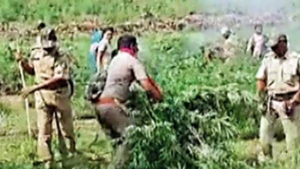 జోరుగా ఆపరేషన్ పరివర్తన: గత 36 రోజుల్లో ఎంత గంజాయి ధ్వంసం చేశారో తెలిస్తే షాక్!!