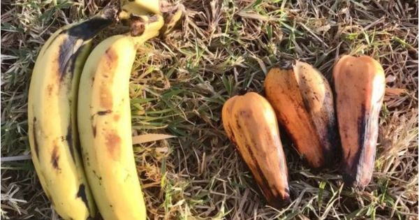 10 కోట్ల మంది ఆకలి తీర్చే ఆఫ్రికా అరటి చెట్టు.. దీని పండ్లు మాత్రం తినడానికి పనికిరావు