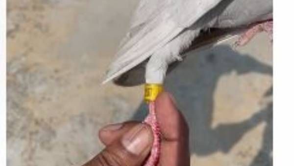 ఏపీలో కాలికి జియో ట్యాగ్ ఉన్న పావురం కలకలం.. చైనా గూఢచర్యంపై అనుమానం