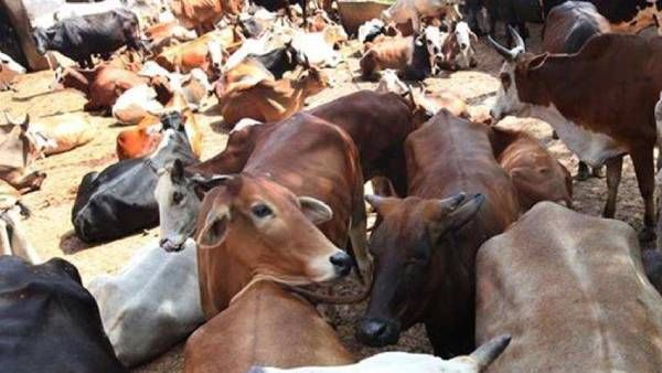 Sadist: గోమాతతో గేమ్స్ ఆడిన కిరాతకుడు, హీరో లా ఫీలైపోయి చితకబాదేశాడు, వీడియో వైరల్, దౌడ్ !