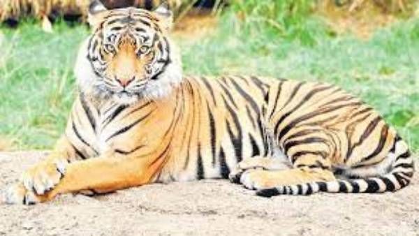 పశ్చిమగోదావరి జిల్లాలో పులిభయం; మూడు దూడల మృతితో శివారు గ్రామాల రైతుల్లో టెన్షన్