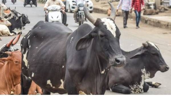 యూపీలో వికటించిన గోవధ నిషేధం- విచ్చలవిడి వశువులతో పంటనష్టం- బీజేపీపై జనాగ్రహం