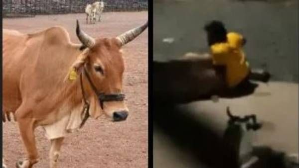 IT HUB: అరరాత్రి ఆవు మీద కామాంధుడి లైంగిక దాడి, ఐటీ హబ్ లో అరాచకం, క్లైమాక్స్ లో తోలు !