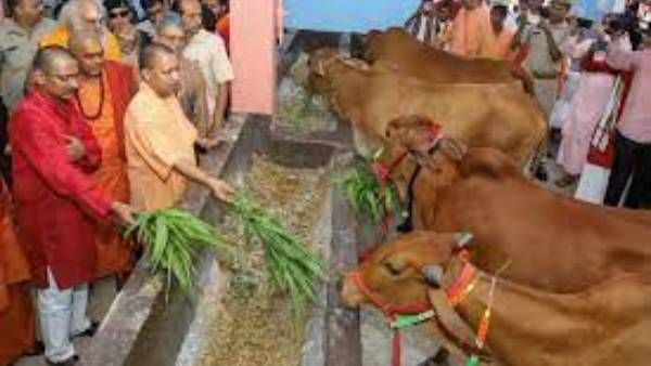 UP polls: అధికార పార్టీకి ఎద్దుల దెబ్బ, ప్రతిపక్షానికి లాభం, ప్రధాని ఇలాకాలో సేమ్ సీన్,ఆ ఓట్లు !