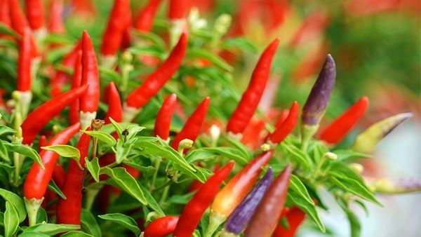 మిర్చి రైతులకు కాసుల వర్షం.. క్వింటాల్‌కు 32 వేలు.! చరిత్రలో ఫస్ట్ టైం !!