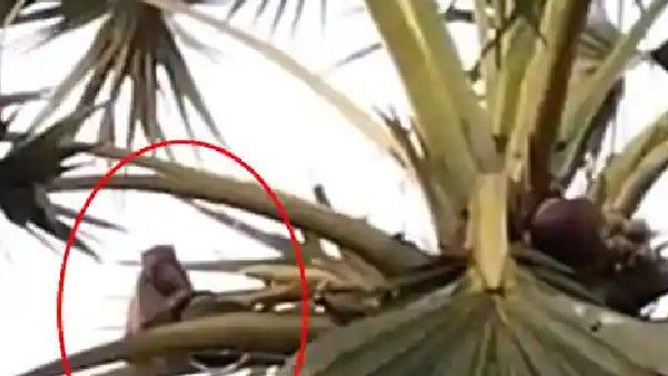 వానరం.. ఏందిదీ, గౌడన్న ఏం కావాలే.. ఫూటుగా తాటికల్లు తాగుతున్న కోతి..