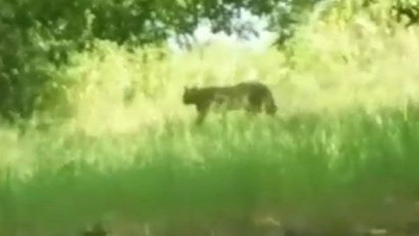 సంజన నువ్వు సూపర్.. చిరుత పులి తోకపట్టి లాగి.. భర్తను రక్షించుకున్న ధీర వనిత