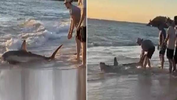 Viral Video:వావ్.. షార్క్‌కు సాయం, ఊపిరిపోసిన యువత.. ఎక్కడ అంటే