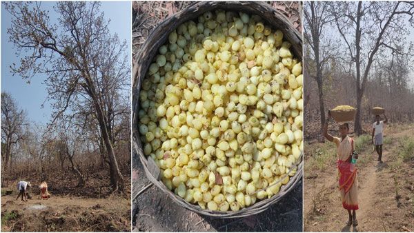 Mahua flowers: గిరిజనుల కల్పవల్లి ఈ చెట్టు..దీని విశిష్టతలు తెలిస్తే ఔరా అంటారు!!
