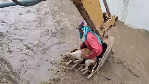 వావ్.. కెనాల్‌లో కొట్టుకొస్తోన్న మూగజీవి, సాహసించి కాపాడిన కూలీ.. ఎక్కడంటే
