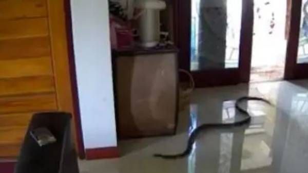 viral video:వామ్మో,, రెప్పపాటులో దూసుకొచ్చిన పాము.. ఎగిరి గంతేసిన యువతి..