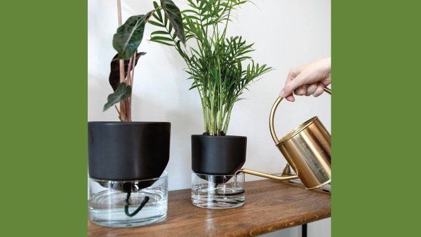 గృహ పరిసరాలలో శుభాశుభ ప్రదమైన మొక్కలు