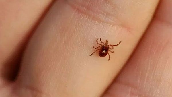 ప్రపంచానికి కొత్త భయం: కలవరపెడుతున్న కాంగో ఫీవర్.. డబ్ల్యూహెచ్ఓ ఆందోళన