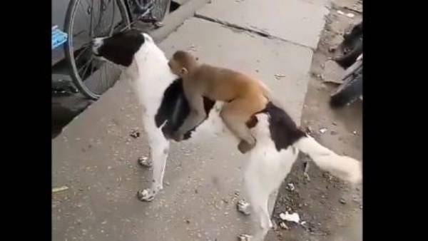 viral video:ఏమీ వింత ఇదీ, వానరం, శునకం మధ్య స్నేహామా.. ఆ రెండు ఏం చేశాయంటే..?