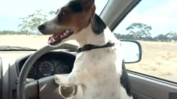 ఆ కుక్క ఎంత తెలివిక‌ల‌దో మీకు తెలిస్తే.. ఔరా.. అనాల్సిందే!!