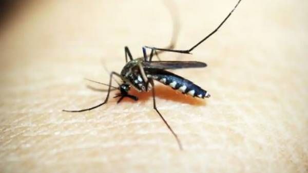 కేరళలో వెస్ట్ నైల్ ఫీవర్ కలకలం: 47 ఏళ్ల వ్యక్తి మృతి, దోమల ద్వారానే వ్యాప్తి